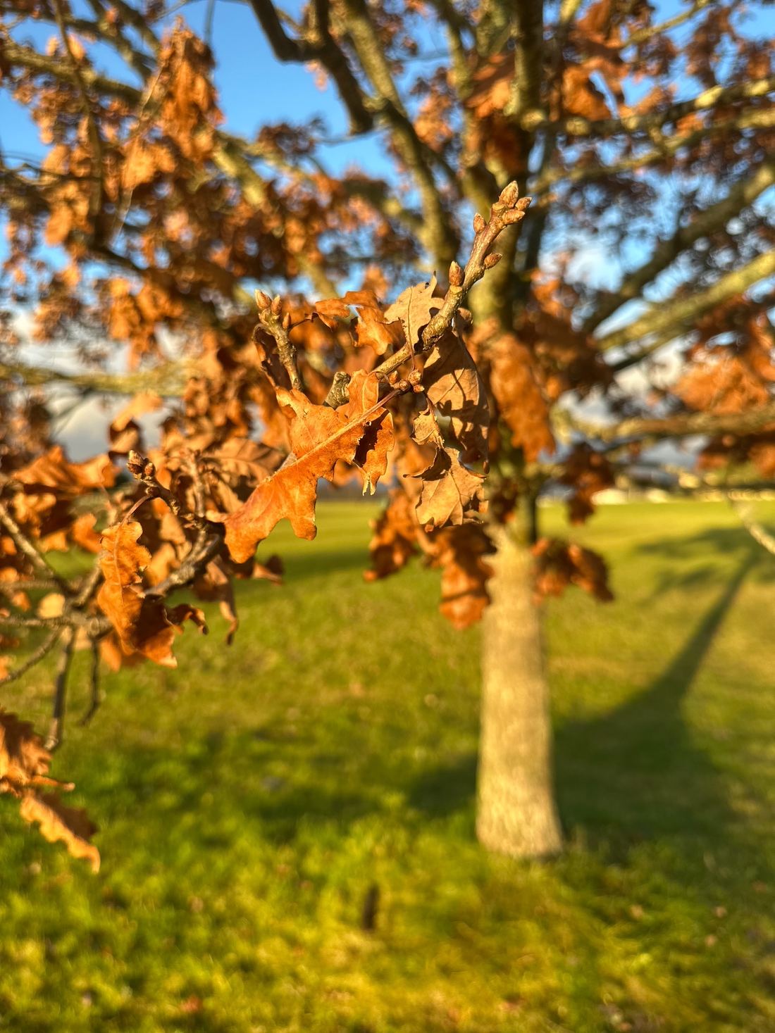 Sample photograph taken with Manual Focus Camera